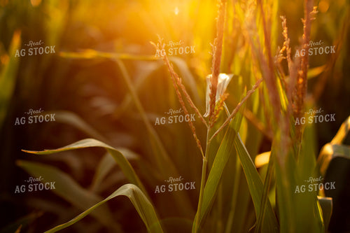Corn - Mid-Season 2321