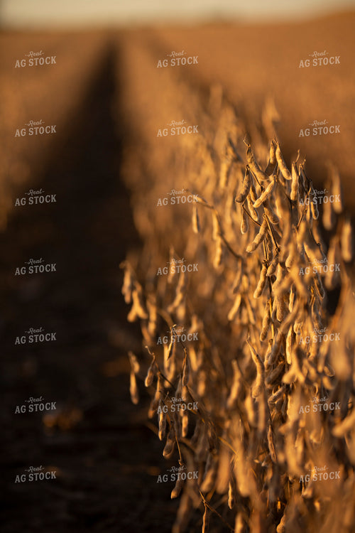Soybeans - Dry 2458