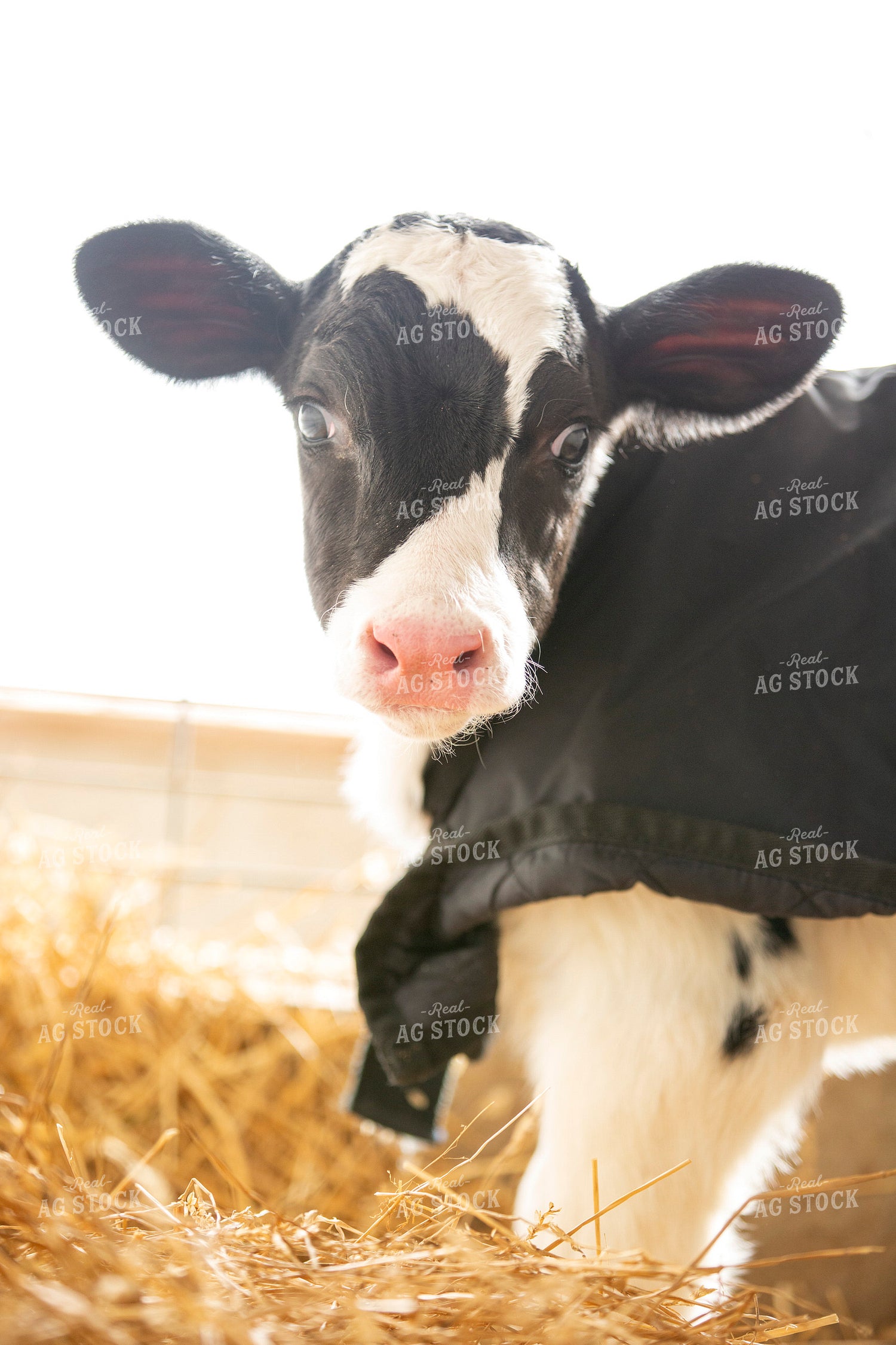 Holstein Calf in Straw 55168