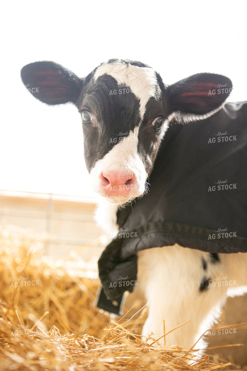 Holstein Calf in Straw 55168