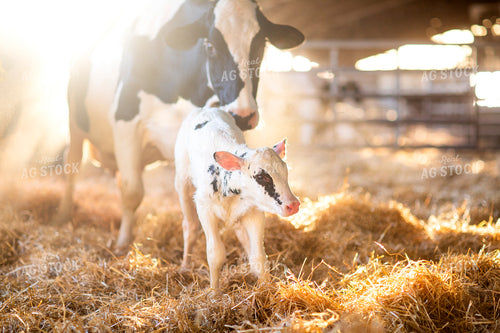 Holstein Cow and Calf 55224