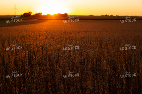 Soybeans - Dry 2483
