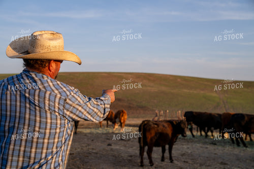 Male Rancher Directs Cattle Grazing on Open Farmland During Sunset 65323