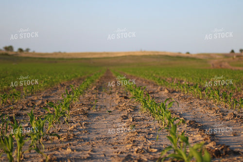 Early Season Corn 82312
