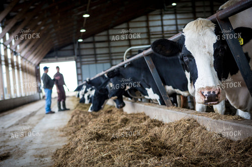 Holstein Cattle in Barn 250101