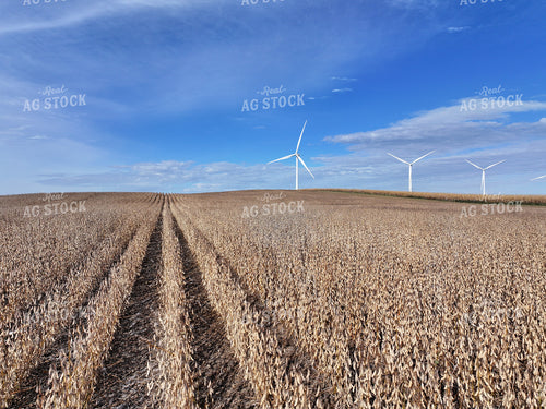 Scenic Soybean Field 141069