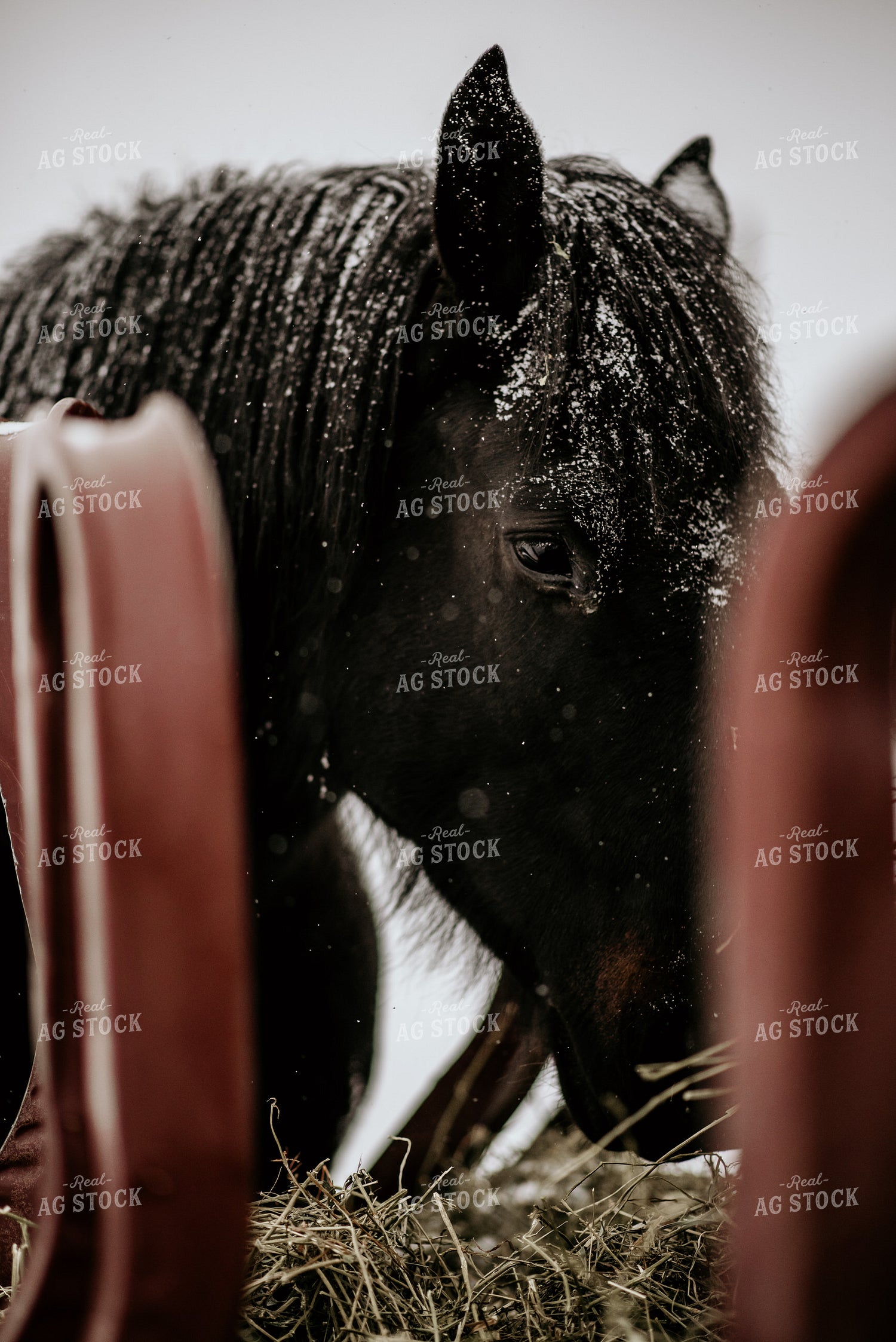 Horse Eating Hay 54005