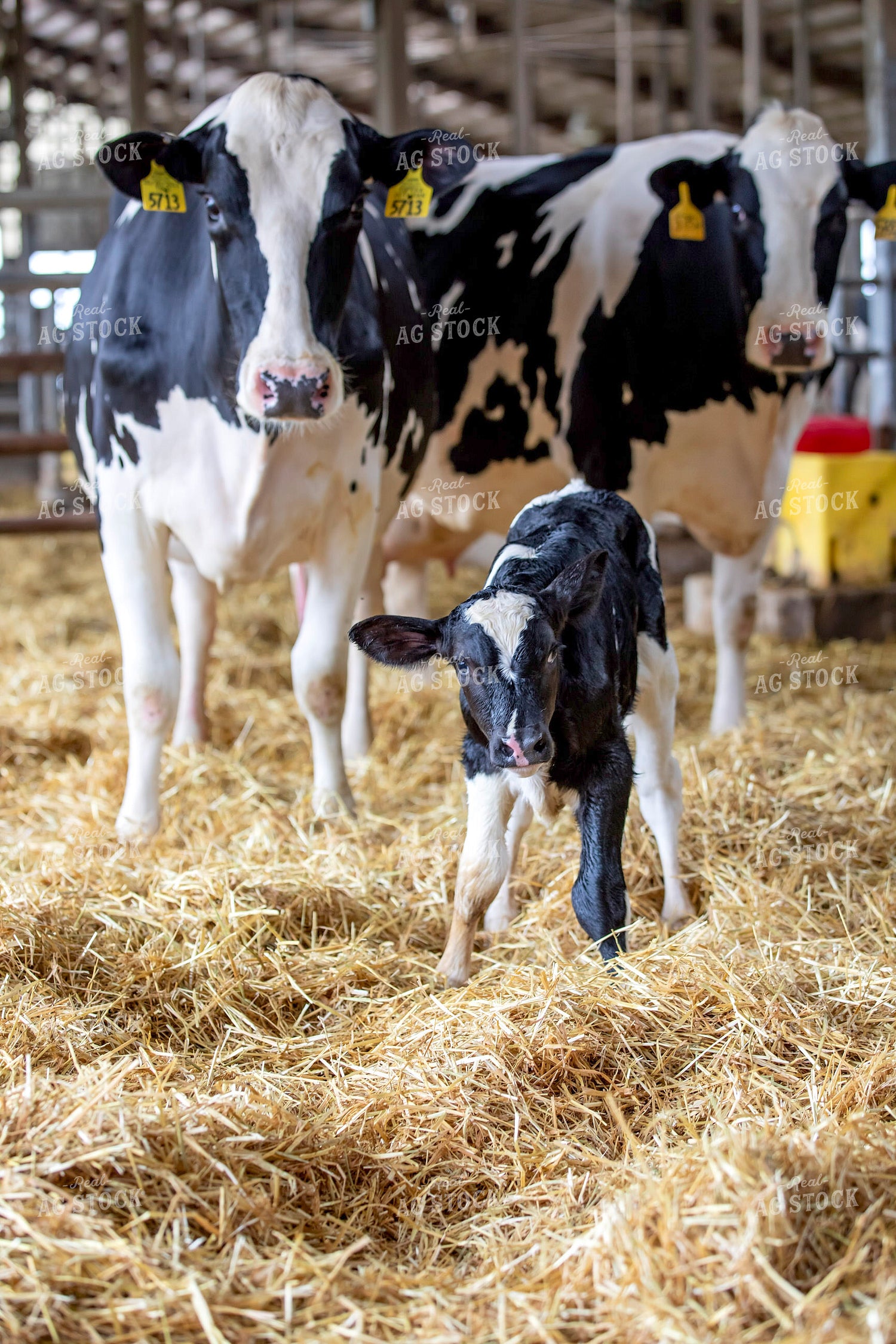 Holstein Cow and Calf 55262