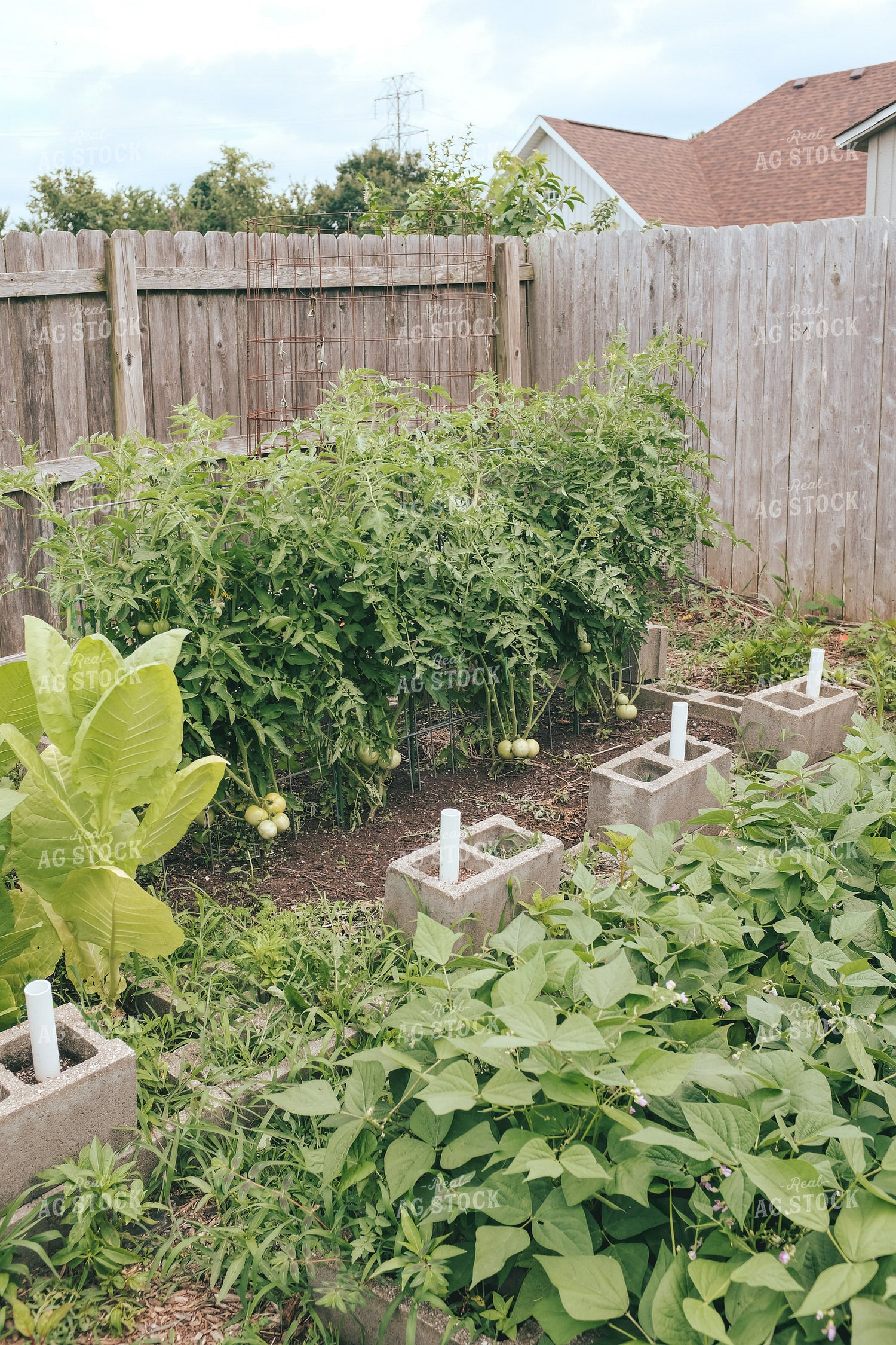 Backyard Gardening 162048