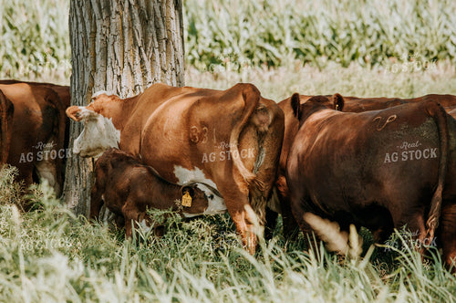 Cow-Calf in Pasture 77130