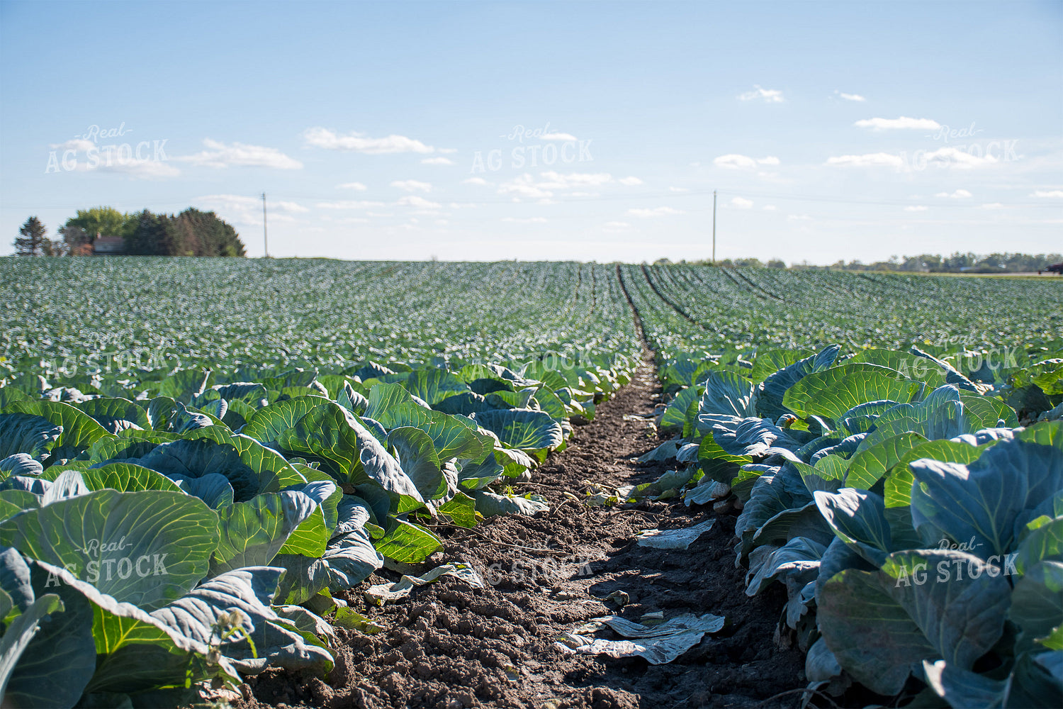 Cabbage Field 50181