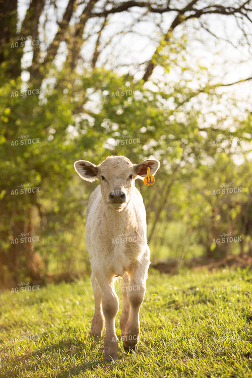 Calf - Charolais and Angus Cross 15