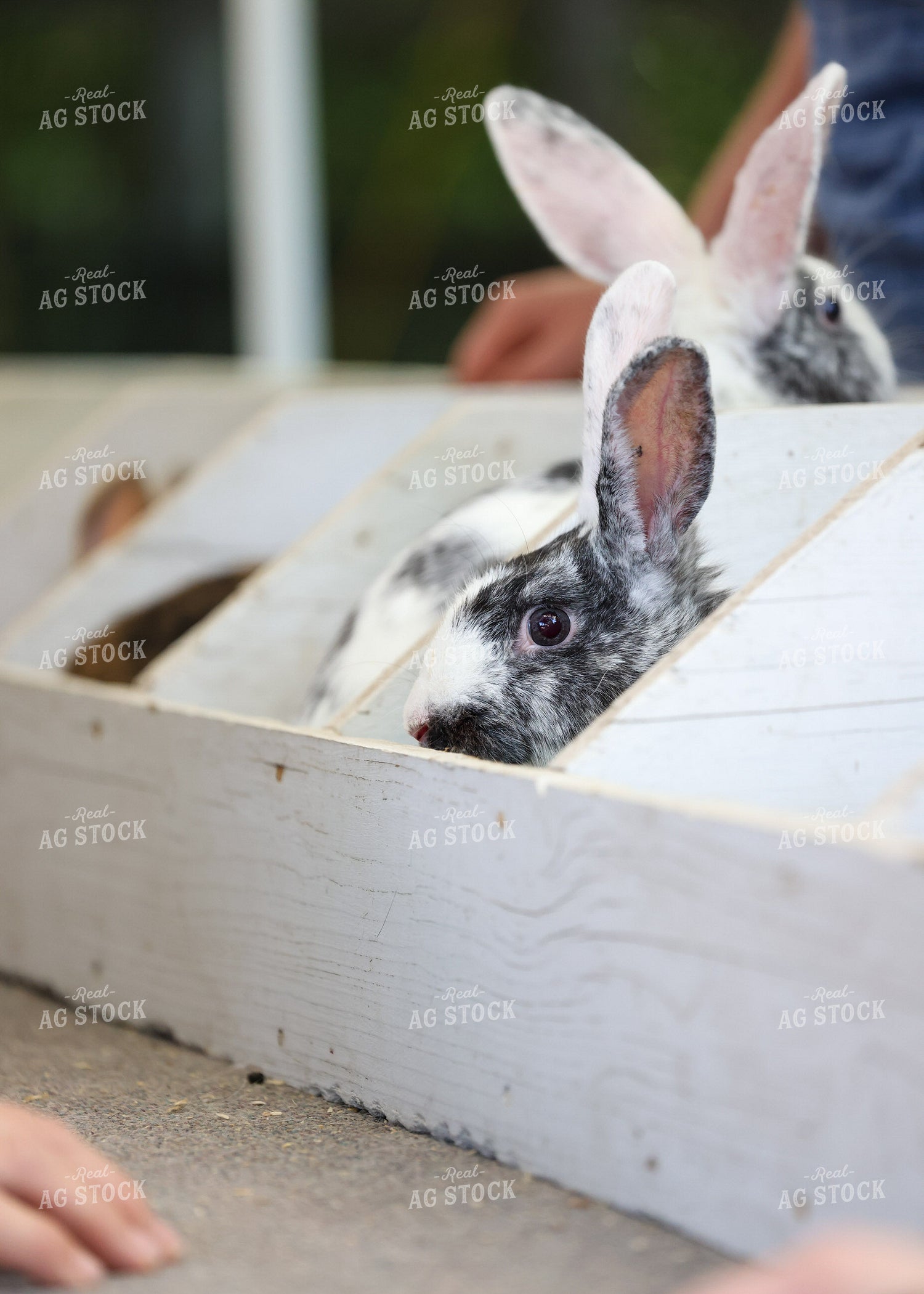 Showing Rabbits 160221