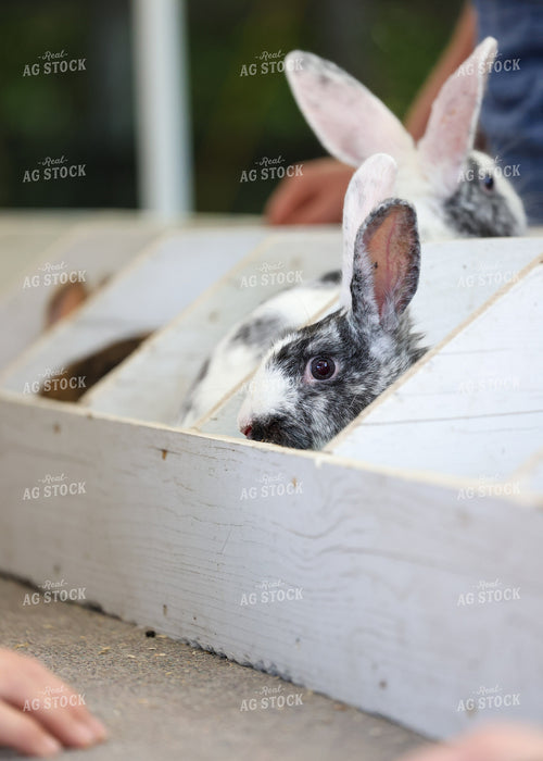 Showing Rabbits 160221