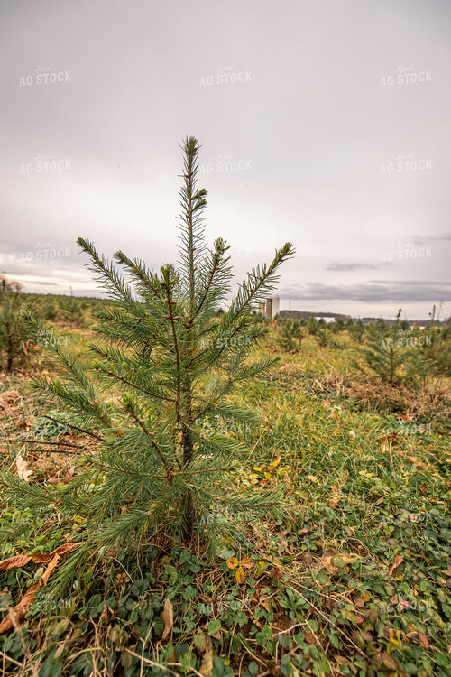 Evergreen Trees 270125