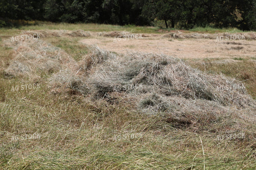 Cut Hay 102091
