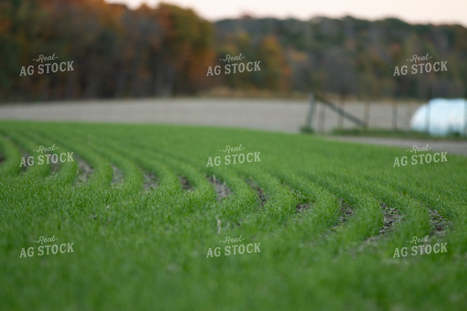 Early Growth Wheat 157248