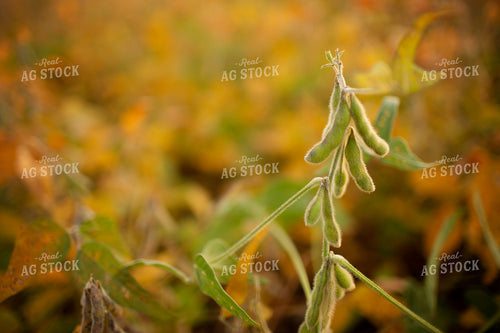 Soybeans - Mid-Season 2364