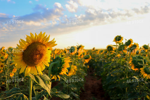 Sunflowers 60048