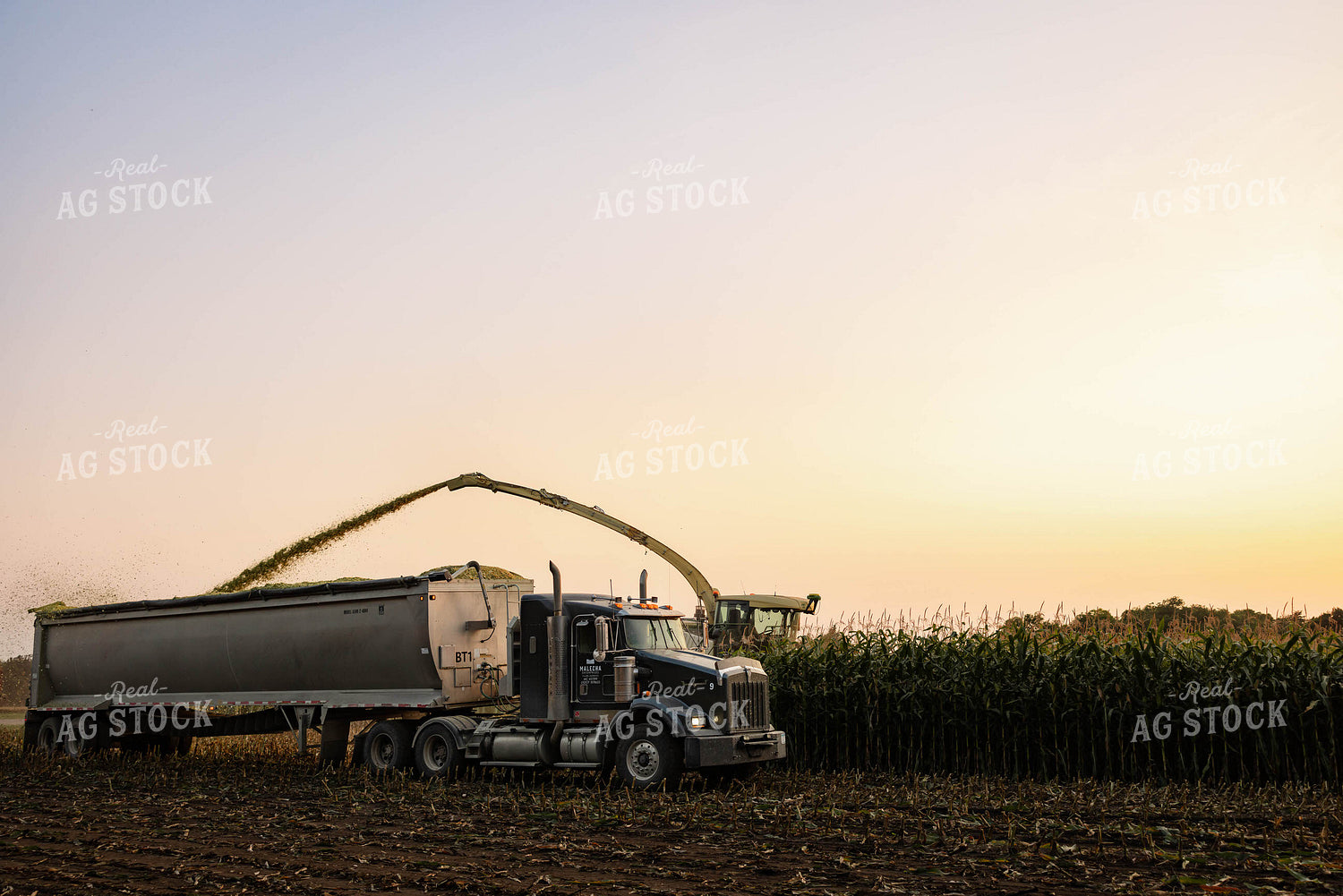 Chopping Corn Silage 152539