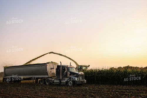Chopping Corn Silage 152539