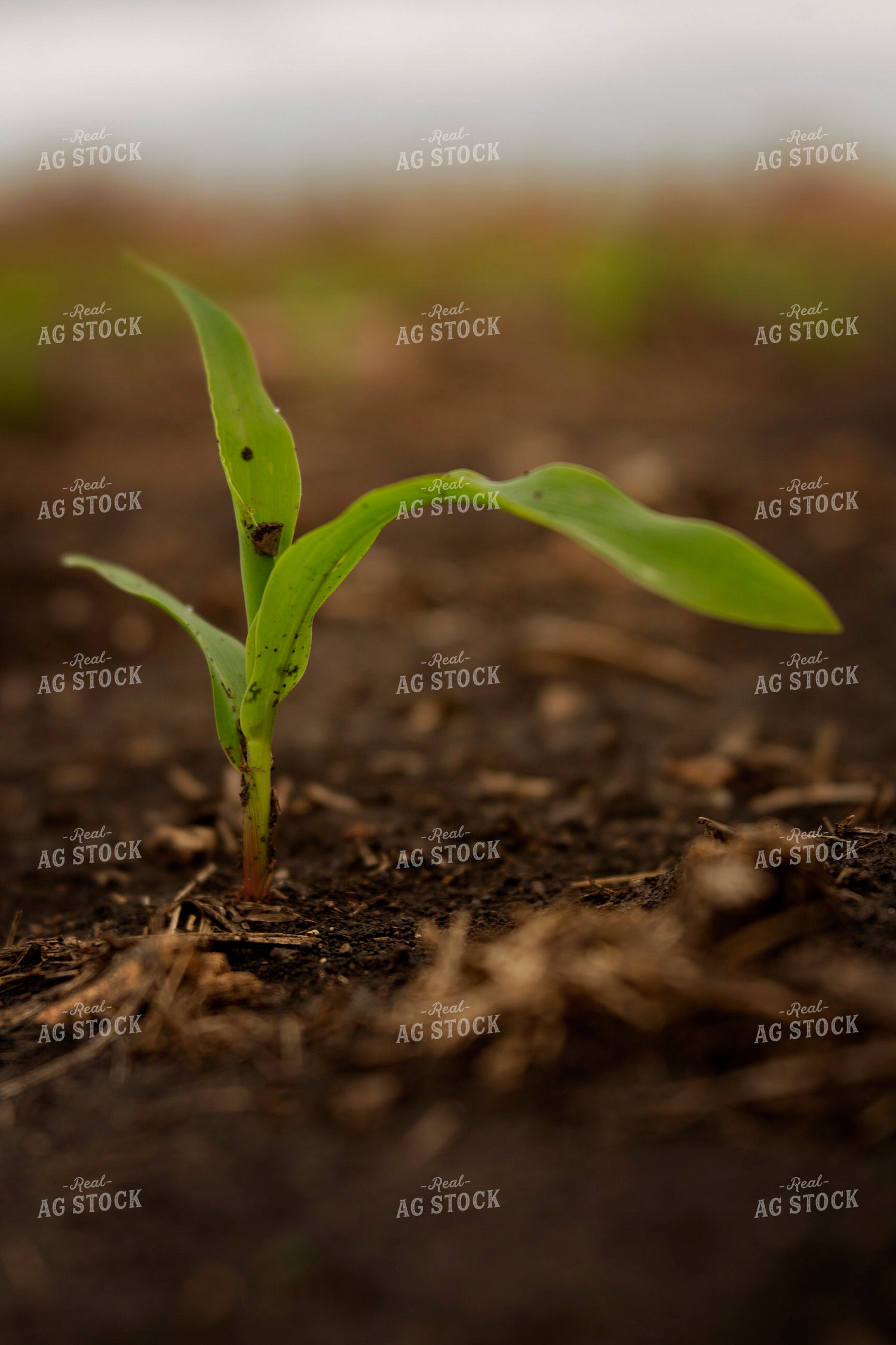 Corn Plant 6336