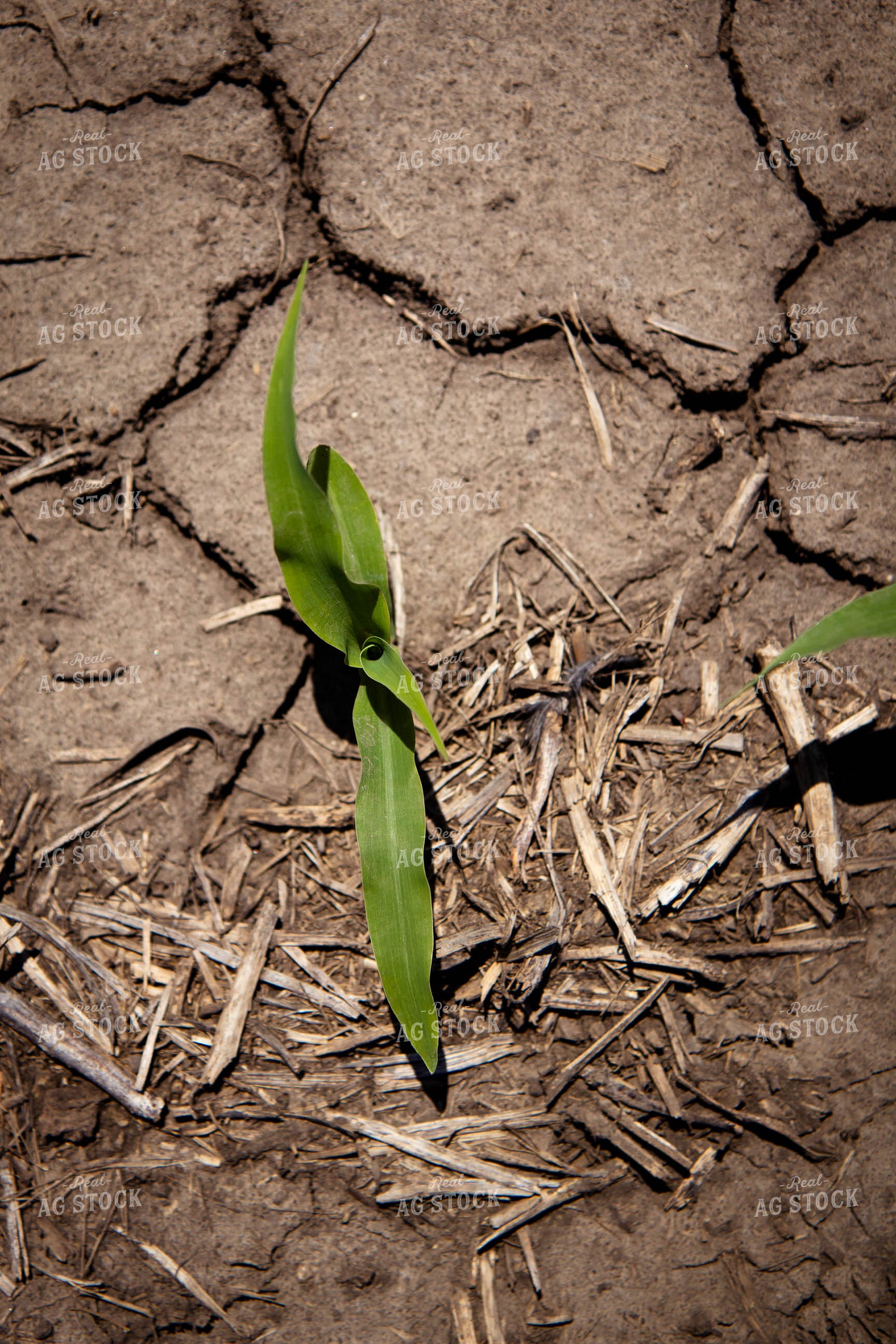Early Growth Corn 67719