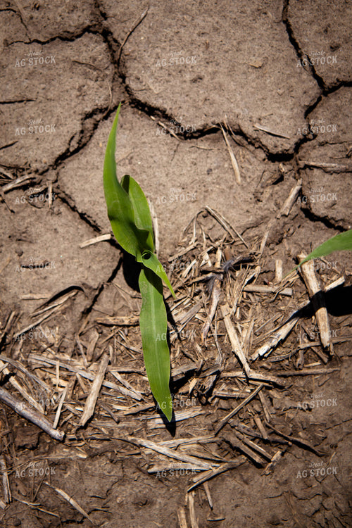 Early Growth Corn 67719