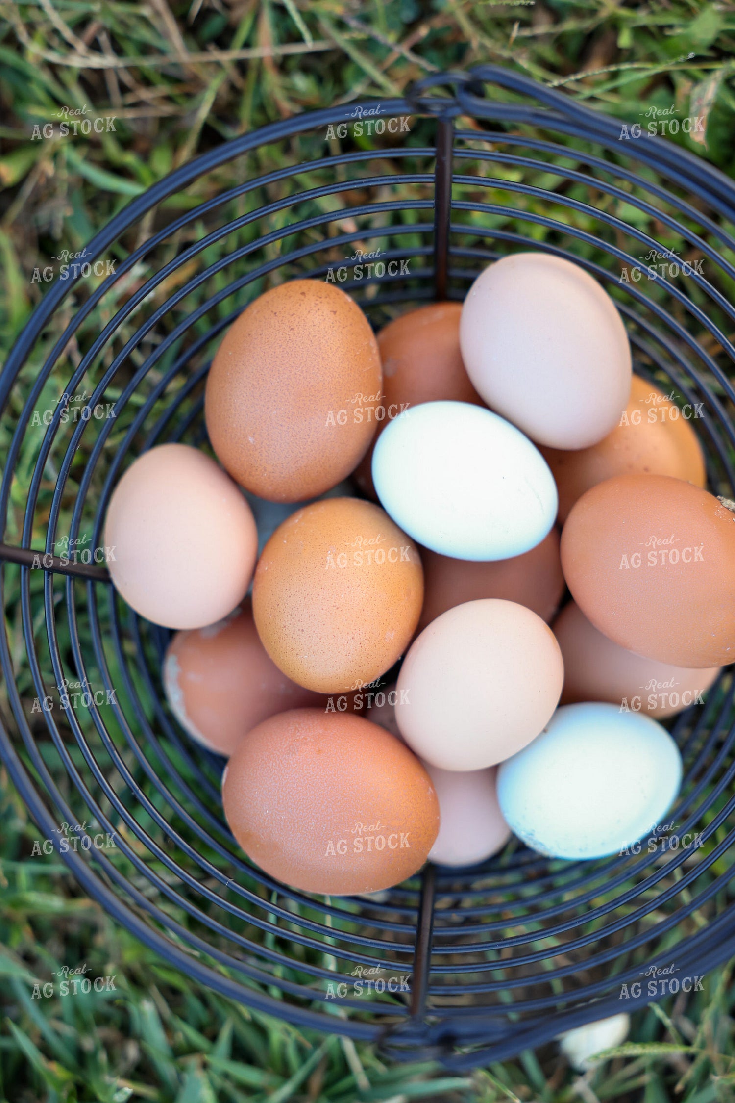 Eggs in Basket 90144