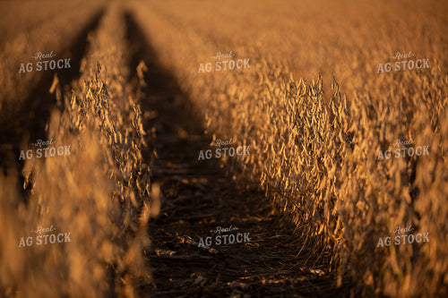 Soybeans - Dry 2452
