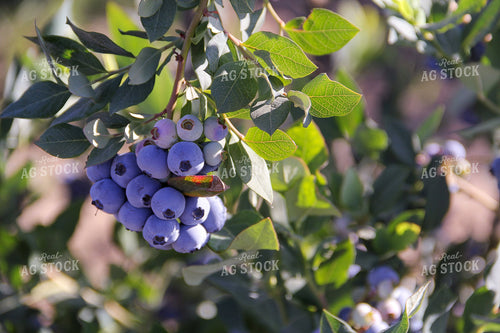 Blueberries 105087