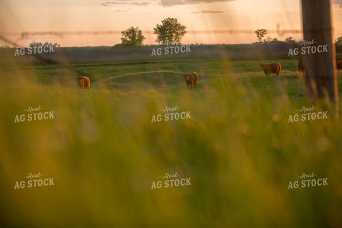 Cattle 1708