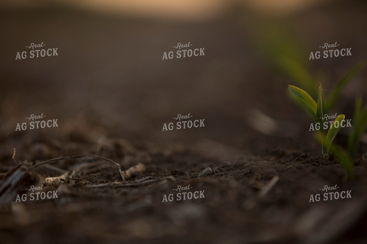 Corn - Early Growth 1119