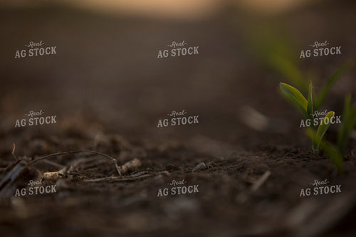 Corn - Early Growth 1119