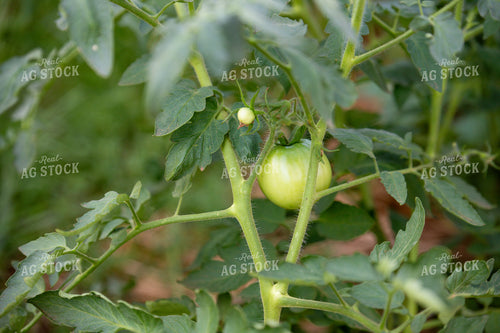 Tomatoes 208084