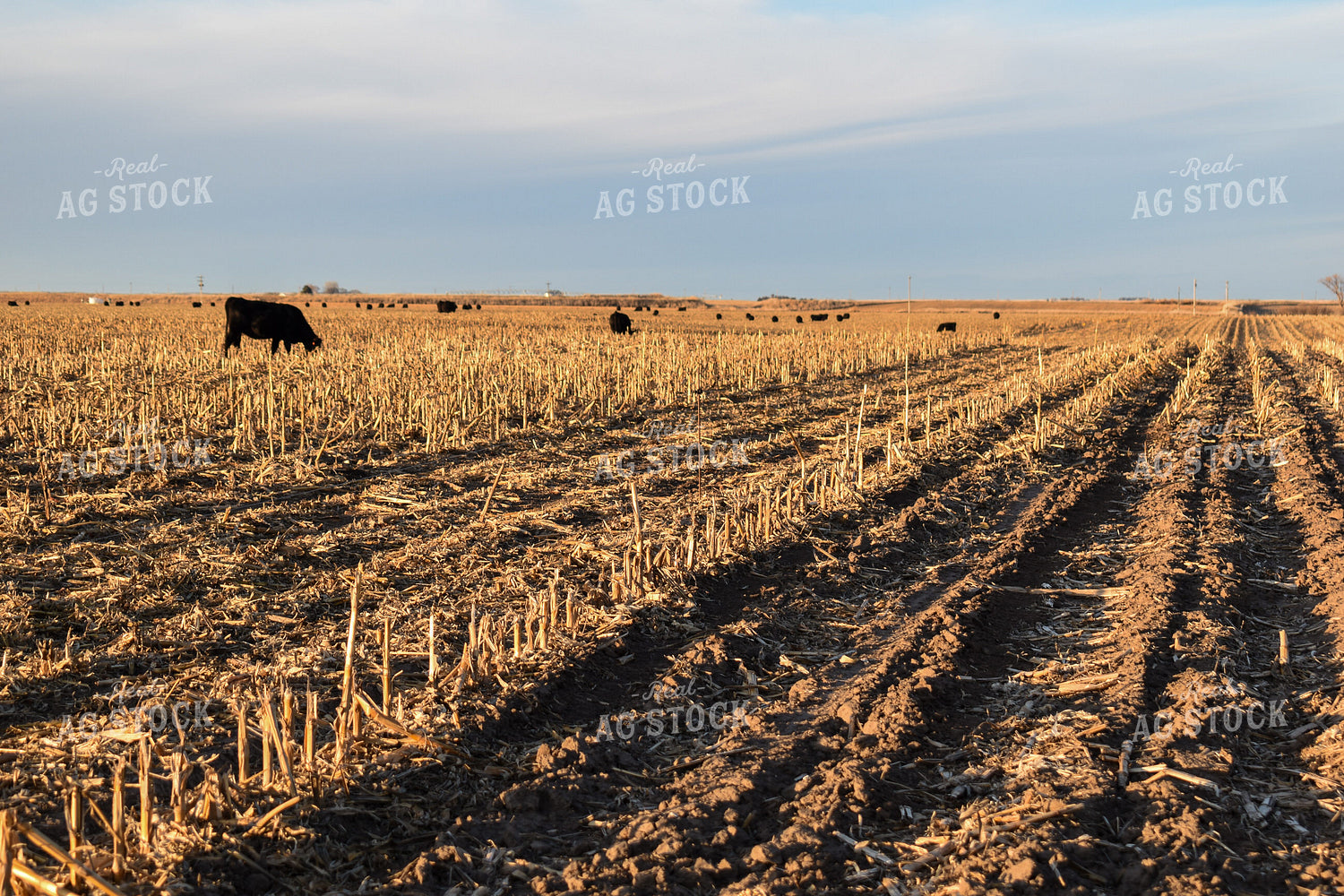 Cattle Grazing on Corn Stalks 259000