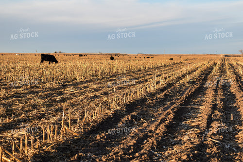 Cattle Grazing on Corn Stalks 259000