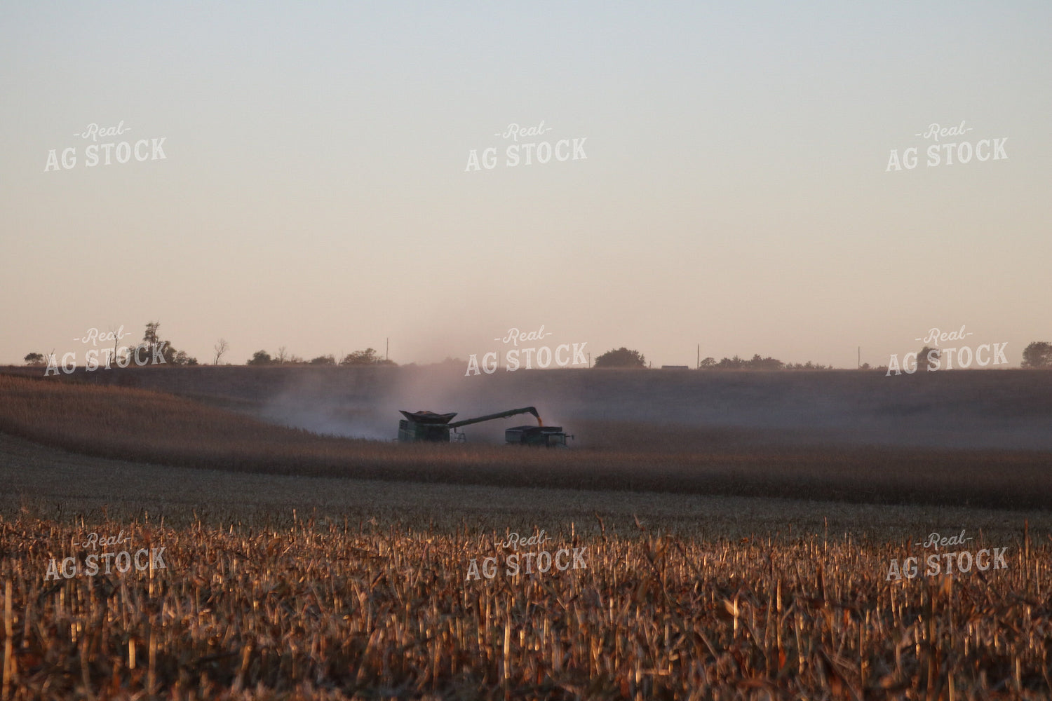 Corn Harvest 82107