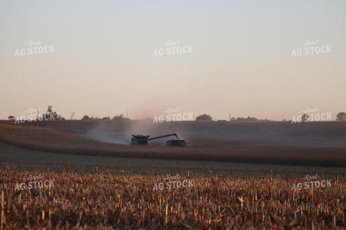 Corn Harvest 82107