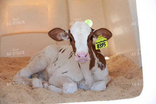 Holstein Calf on Dairy 132149
