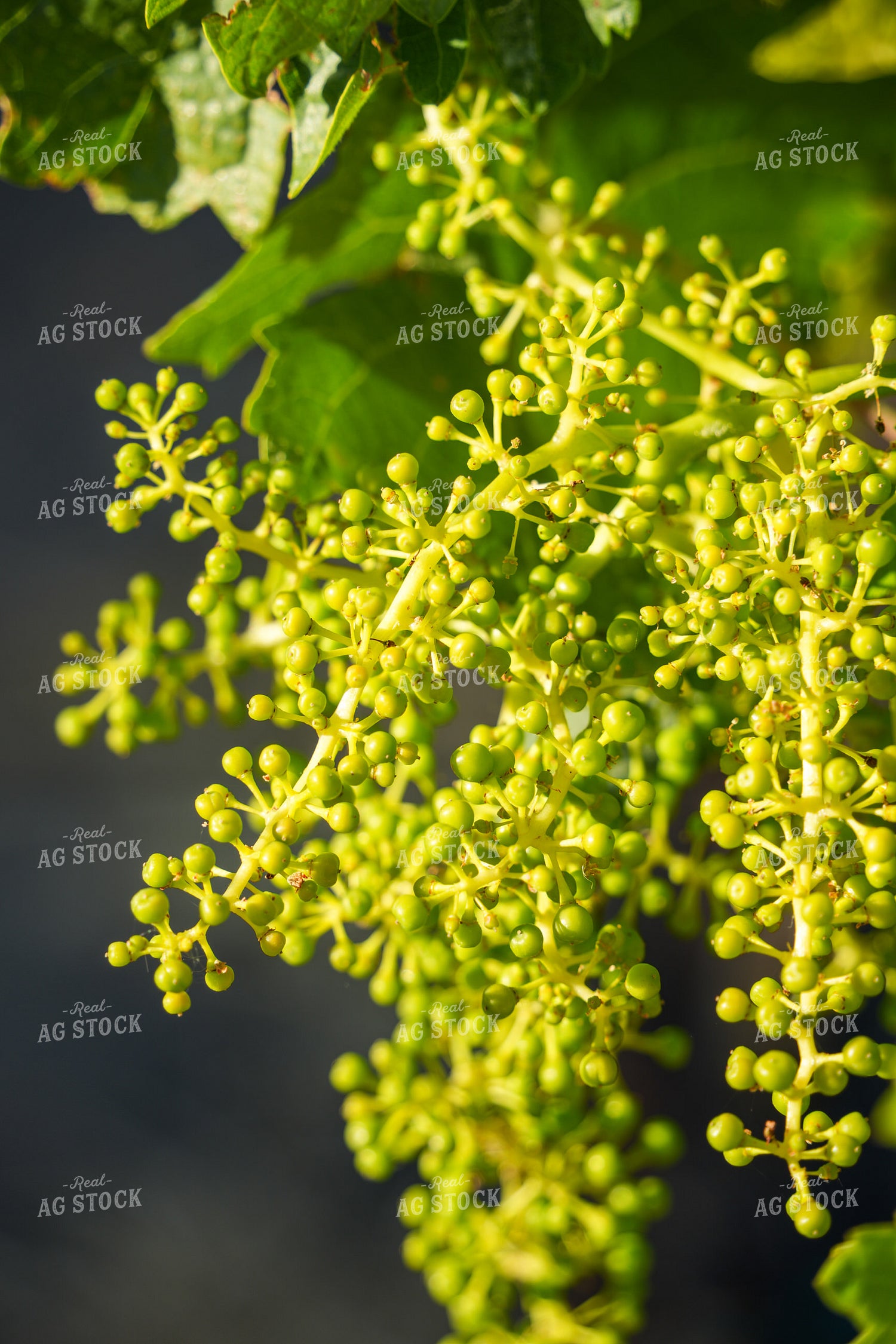 Grapevines 65795