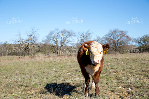 Hereford Calf 161022