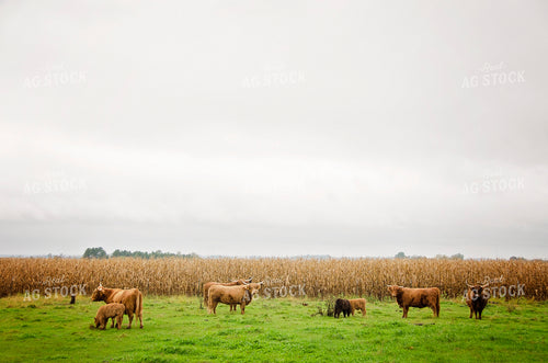 Highland Cows & Calves 137009