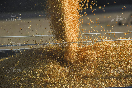 Unloading Soybeans into Semi 84142