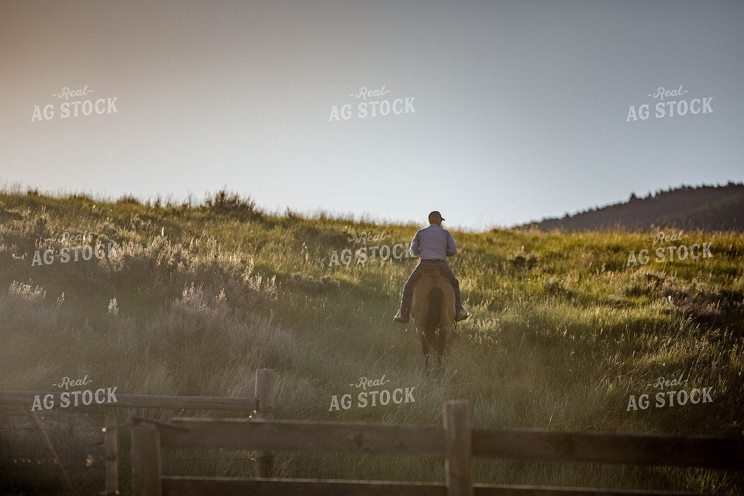 Rancher in Pasture 81107