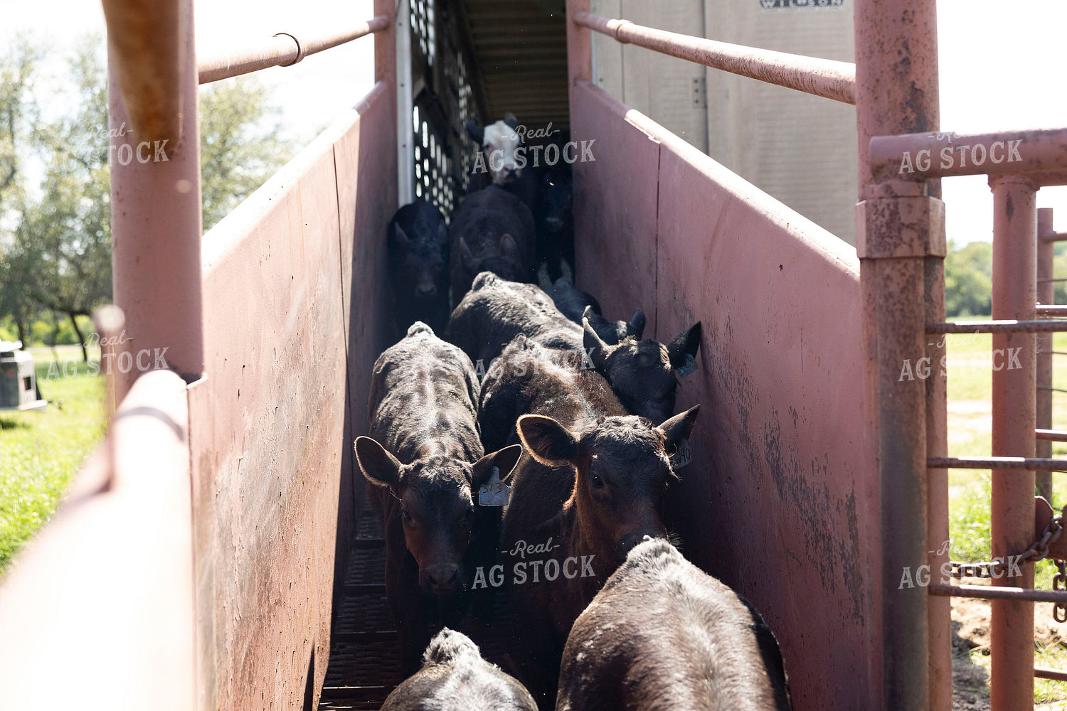 Calves on Loading Chute 205081