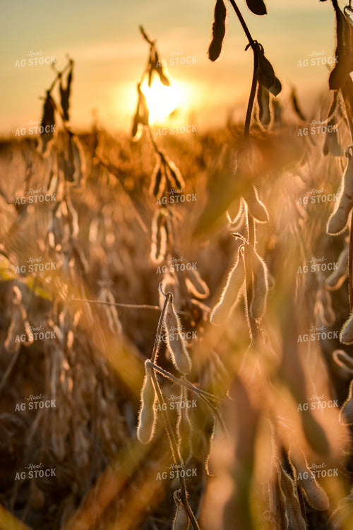 Dried Soybean Field at Sunset 84042