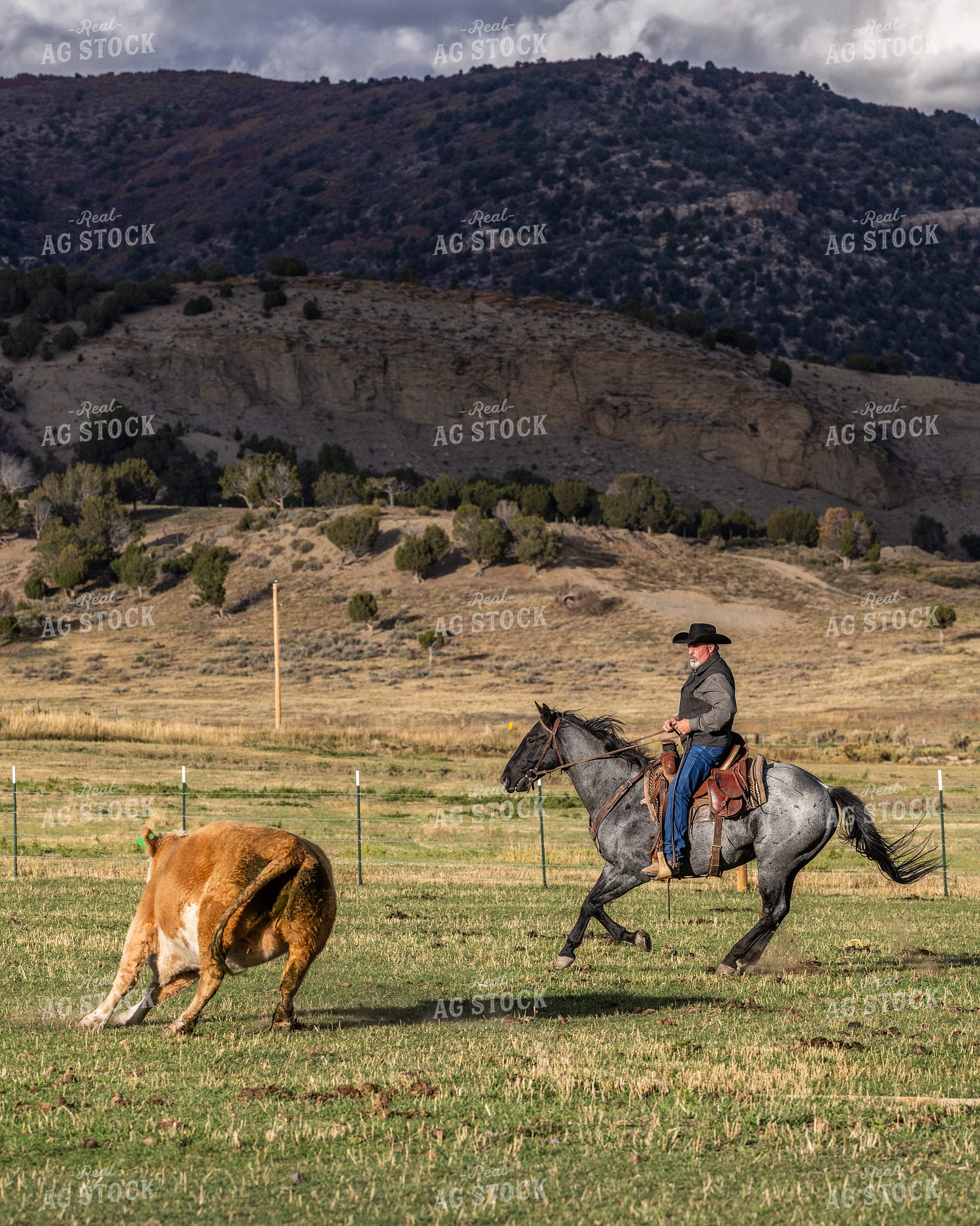 Cowboy Herding Cattle 290008