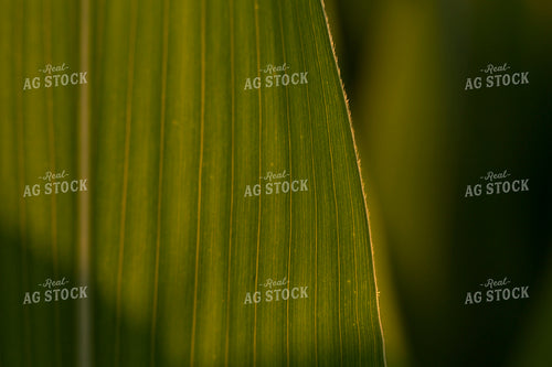 Corn - Mid-Season 1213