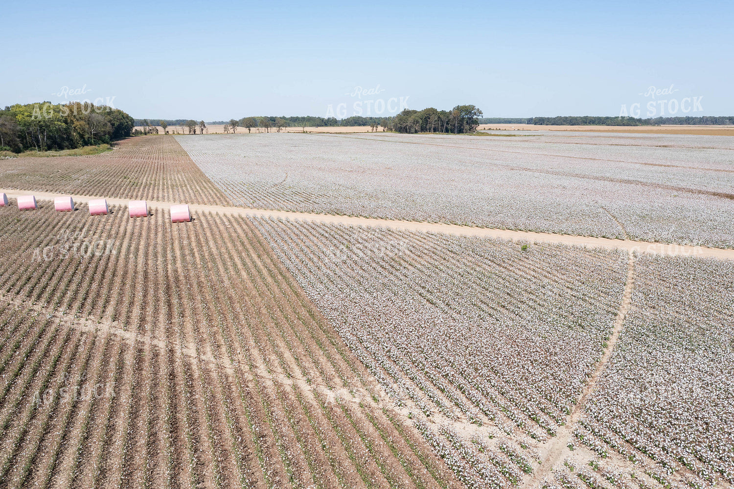 Cotton Bales 79398